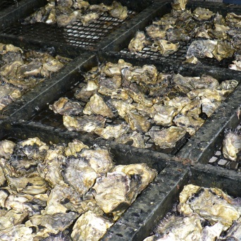 Cole Bros Oysters